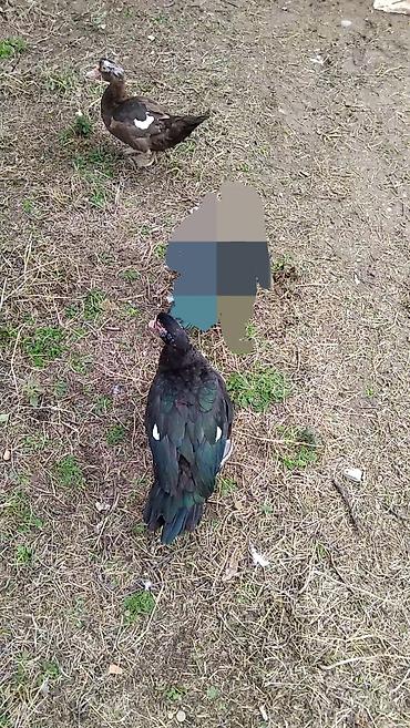 toyuq satilir: Satılır müşk ördəkləri.1 dişi q erkey cins heyvanlardş Şəkildə 2 ədəd — 1