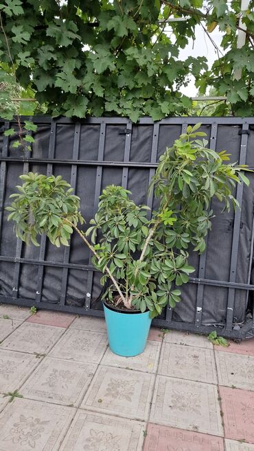 пеноплекс 5 см цена бишкек: 🌳 Продаю взрослую Шефлеру древовидную — роскошное комнатное дерево 🌳