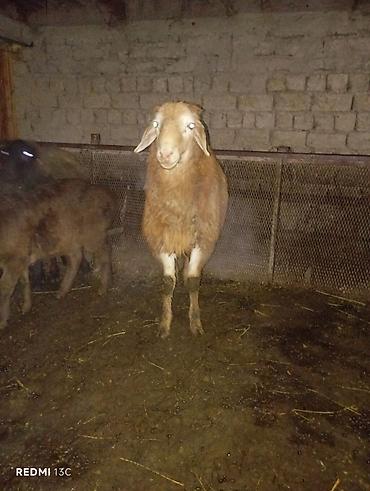 Баран, овца: Продаю | Баран (самец) | Для разведения — 3
