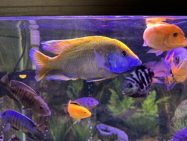 Рыбы: Продаю Аквариумные цихлиды крупных и средних размеров - Для — 9