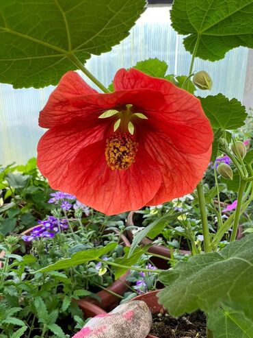 Садовые цветы и кустарники: Абутулионы — 20