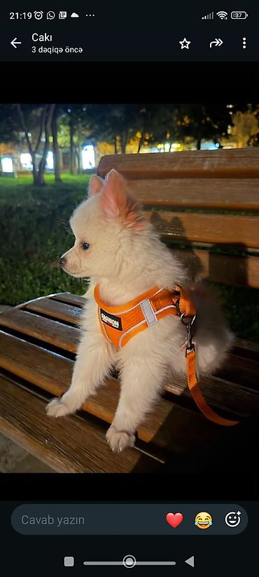 k9 it: Pekines, 6 ay, Dişi, Pulsuz çatdırılma — 2