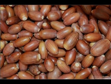 наполнитель для кошки: Куплю жёлуди по 12 сом