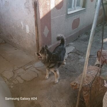 азиатский алабай: Вязка: Восточноевропейская овчарка, Самец, 5 лет, С прививкой