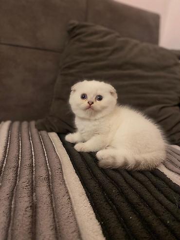 Кошки: Шотландская вислоухая — 7
