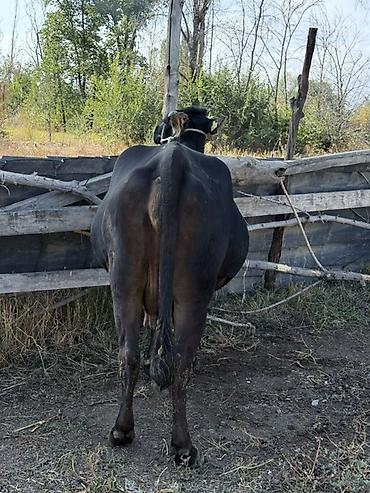 Продам с/х животных: Продаю | Корова (самка) | Для молока | Привязанные — 2