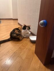 Pişiklər: Sekilleri cevirib baxin her biri ev pisiklerimdir pulsuz yaxsi baxana -da lalafo.az — 3 Pişiklər: Sekilleri cevirib baxin her biri ev pisiklerimdir pulsuz yaxsi baxana — 3