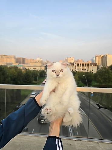 pisik aliram: Şotland uzun tüklü, Dişi, Yaxşı əllərə, Ünvandan götürmə, Pulsuz çatdırılma, Ödənişli çatdırılma — 4