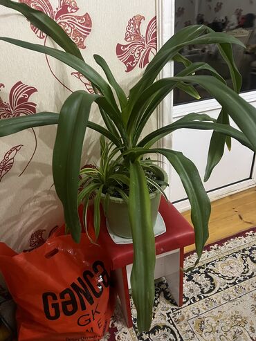 Otaq bitkiləri: Her nov guler var endirimnen verecem Gencedi istiyen yazsin satiş -da lalafo.az — 44 Otaq bitkiləri: Her nov guler var endirimnen verecem Gencedi istiyen yazsin satiş — 44