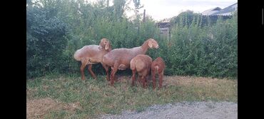 бээ байтал: Продаю | Овца (самка), Ягненок | Арашан | Для разведения | Матка, Ярка
