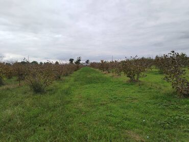 Torpaq sahələrinin satışı: 130 sot, Tikinti, Kupça (Çıxarış) — 10