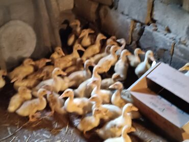 ördək yumurtası satışı: Dişi, | Kuban, Damazlıq, Ünvandan götürmə