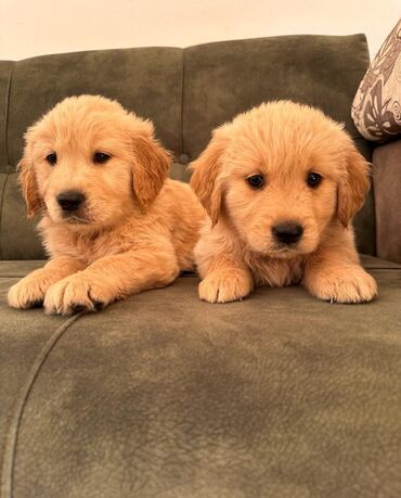 İtlər: Labrador-retriver, 1 ay, Dişi — 12