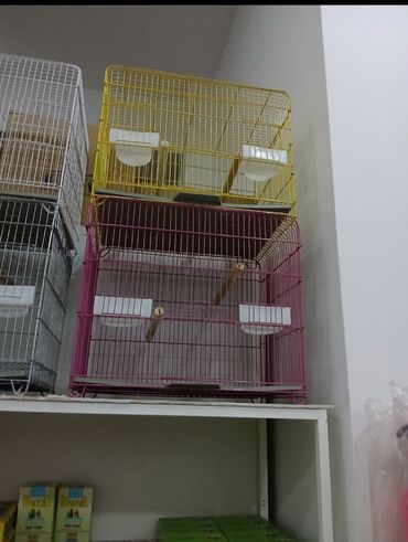 Tutuquşları: Her novde qefeslermiz var satisda maraqlamaq isdeyen elaqe saxlaya -da lalafo.az — 12 Tutuquşları: Her novde qefeslermiz var satisda maraqlamaq isdeyen elaqe saxlaya — 12