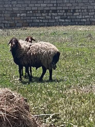 qoyun ana bala: Qoyun və quzu – yerli damazlıq - Şəkildə damazlıq ana qoyun və quzusu — 1