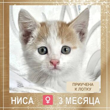 шприц для животных: 3 месяца, Девочка, Приучена к лотку, Проглистована