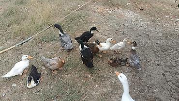 сколько стоит аквариум: Ördəklər.5manatdan 25manata kimi deysiir boyuna ayına gününe yaşına — 7