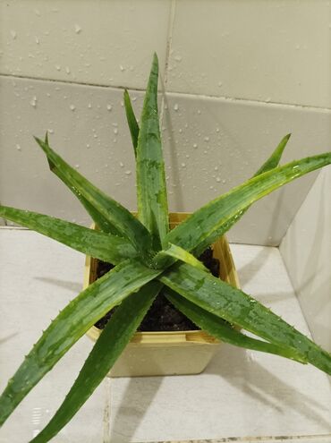 Otaq bitkiləri: Aloe gülü.mualicevi — 11