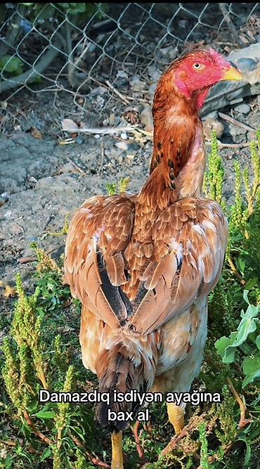 heyrətilər: Toyuq, Damazlıq, Ünvandan götürmə, Ödənişli çatdırılma, Rayonlara çatdırılma — 2