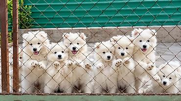 haski bala: Samoyed, Peyvəndli — 10