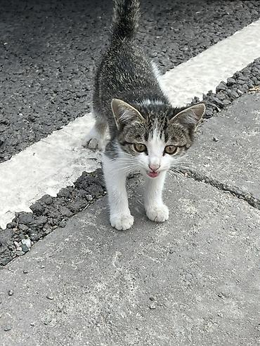 коты бесплатные: Котёнок, окрас бело-тигровый (белые лапки, грудка и мордочка — 3