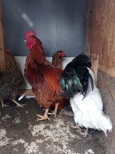 домик для кур: Сатам | Короздор, Тооктор | Үй | Көбөйтүү үчүн, Жумуртка туудуруу үчүн