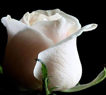 Роза: Саженцы — 1