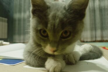 Продажа кошек: Скотиш Страйт (Шотландская прямоухая), 3 месяца, Девочка, Серый, Приучена к лотку at lalafo.kg — 12 Продажа кошек: Скотиш Страйт (Шотландская прямоухая), 3 месяца, Девочка, Серый, Приучена к лотку — 12