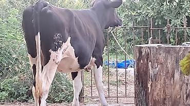 Inəklər, öküzlər: Dişi, Simental, il: 3, 500 kq — 8