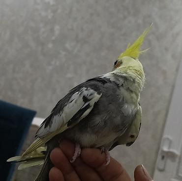 danisan qus: Ələ öyrəşmiş tam sağlam,3 aylıq baladır — 3