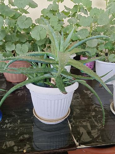 aloe: Алоэ вера в горшках (комнатные суккуленты) - Вид: Aloe vera — 5