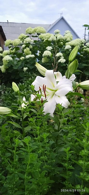 Гортензия: Саженцы Самовывоз — 1