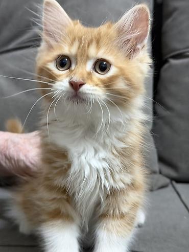 где можно купить котят: Котята ищут новый дом и любящую семью ♥️ Котята приучены к лотку — 3