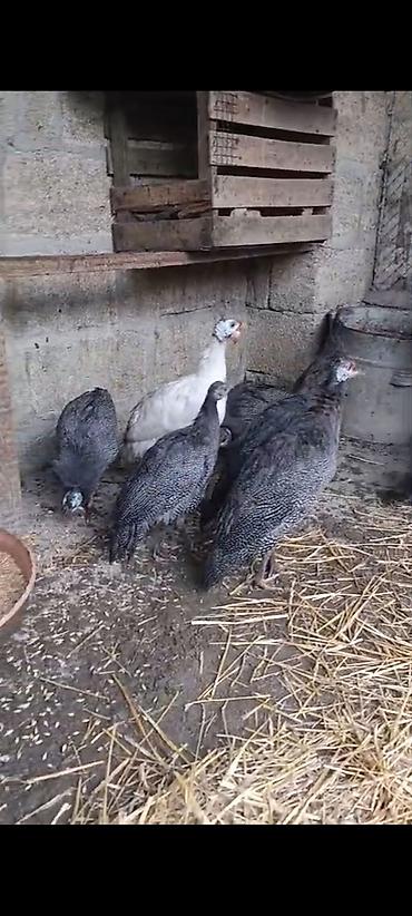 it qiz sekilleri: Toyuq, Damazlıq — 1