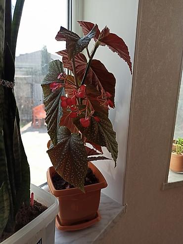 Digər bitkilər: Ev otaq gülləri – bir neçə növ 5-50 manat arası qiymət - — 3