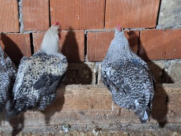 Xoruzlar: Xoruz, il: <1, Ünvandan götürmə — 11