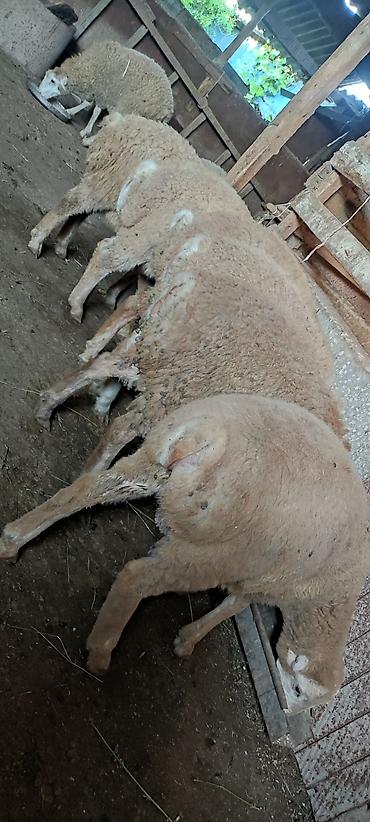 balalı qoyunlar: Qurbanlıq quzular diri çekisi 28-30 kq Qiymətlər : 300-350 AZN — 2