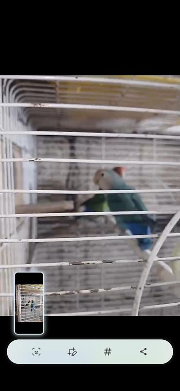 Digər quş: Məhsul: Cüt sevda quşları (lovebird) Təsvir: - Bir-birinə uyğun cüt — 2