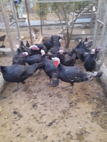 Hinduşka: Ferma quşları satılır – şəkillərdə olan növlər: - Hind quşları — 2