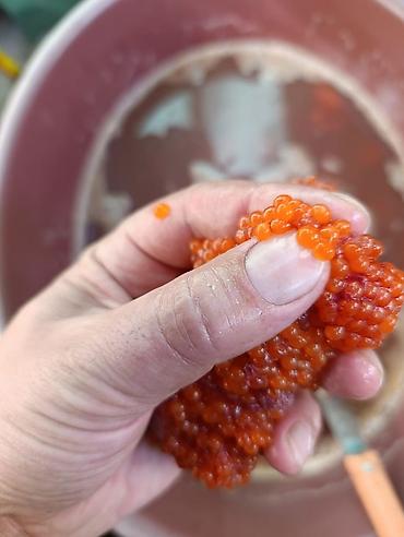 икра форели в ястыках: Куплю сырую икру форели!!! Любой объем!!! — 5