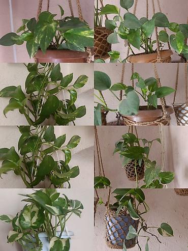 Эпипремнумы и сциндапсусы: Эпипремнум - Разновидности: зелёно-пёстрые формы (золотистая и — 1