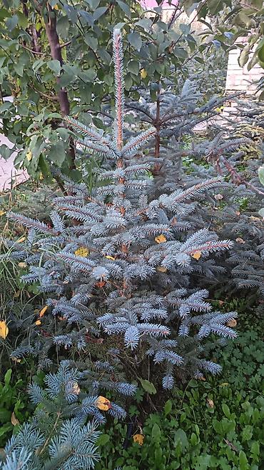 payıza aid əl işləri: Original Kremlovski yolkalar satılır 🌲 Ruslan_Dekorativ_Bitkilər🌲 — 3