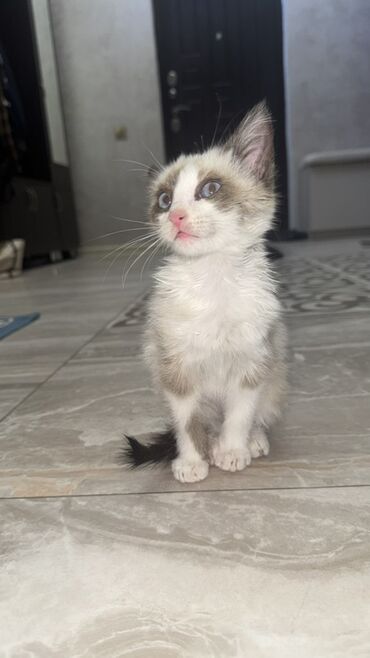 где можно купить шотландского вислоухого котенка: Котёнок с необычной окраской поинт (белая шерсть с тёмными отметинами