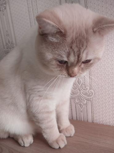 Pişiklər: Britan — 8