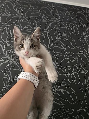 кошка домашняя: Котята.только в добрые руки!Не игрушка для ребёнка!Кара-Балта - — 2