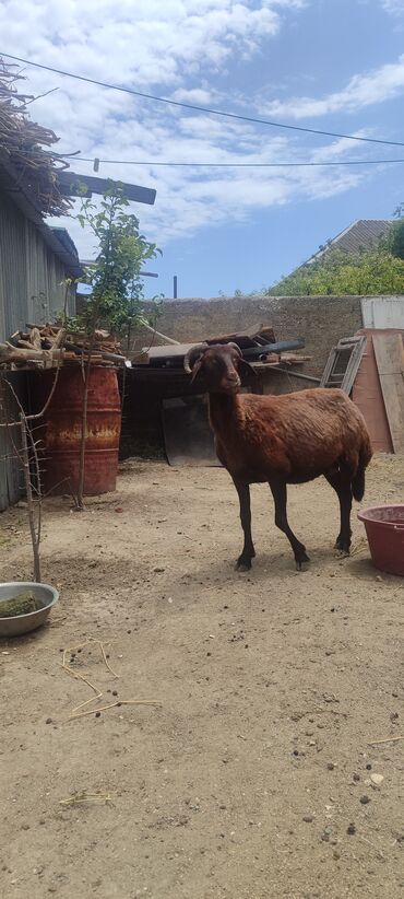 Inəklər, öküzlər: Dişi, il: 1, Damazlıq