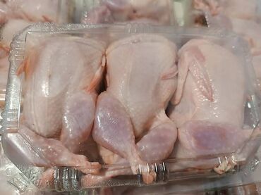 яйцо перепелиные: Перепёлки для шашлыка, вес тушки 300 грамм. Мы в центре города lalafo.kg да яйцо перепелиные: Перепёлки для шашлыка, вес тушки 300 грамм. Мы в центре города