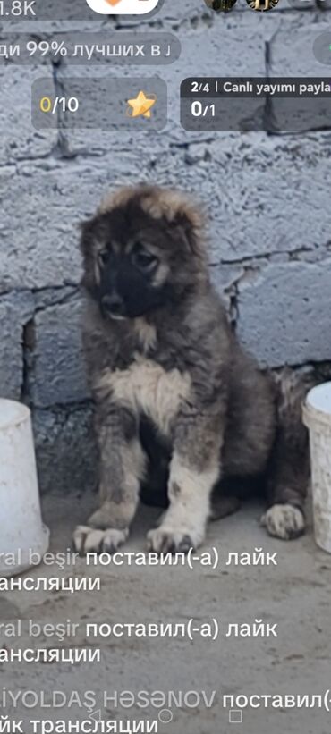 satılıq it: Qafqaz çoban iti, 2 ay, Dişi, Peyvəndli, Pulsuz çatdırılma