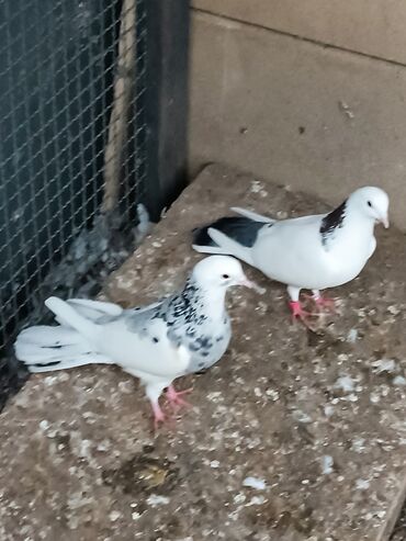 Göyərçinlər: Şəkillərin hamısına baxın. hər cinsdə quşlar satılır . qiymət biri — 21