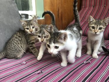 отдам котят в добрые руки: Мышык бекер берилет: Породасыз, 2 айлык, Ургаачы